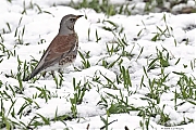 Kramsvogel-20230120g14401A1A8545bcrfb-Tiggeltseberg.jpg