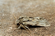 Kromzitter-Asteroscopus-sphinx-20131105g800IMG_9238a.jpg