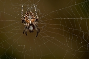 Kruisspin-20120827g800IMG_9680a~0.jpg