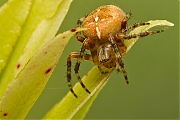 Filename=Kruisspin-Araneus-diadematus-20130825g800IMG_9664a.jpg
Filesize=304KiB
Dimensions=800x600
Date added=Aug 26, 2013 Kruisspin-Araneus-diadematus-20130825g800IMG_9664a.jpg