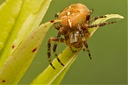 Kruisspin-Araneus-diadematus-20130825g800IMG_9664a.jpg