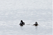 Filename=Kuifeend-20150327g12807X1A3337a.jpg
Filesize=565KiB
Dimensions=1280x960
Date added=Mar 27, 2015 Kuifeend-20150327g12807X1A3337a.jpg