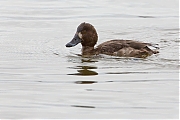 Filename=Kuifeend-20150327g12807X1A3338a.jpg
Filesize=587KiB
Dimensions=1280x960
Date added=Mar 27, 2015 Kuifeend-20150327g12807X1A3338a.jpg