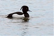 Filename=Kuifeend-20150327g12807X1A3347a.jpg
Filesize=771KiB
Dimensions=1280x960
Date added=Mar 27, 2015 Kuifeend-20150327g12807X1A3347a.jpg