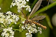 Langpootmug-20130518g800IMG_5449a.jpg