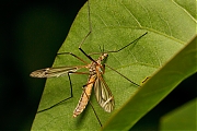 Filename=Langpootmug-Tipula-oleracea-20150508g1280IMG_9008a.jpg
Filesize=811KiB
Dimensions=1280x960
Date added=May 09, 2015 Langpootmug-Tipula-oleracea-20150508g1280IMG_9008a.jpg