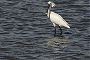 Lepelaar-20130509g800-Tholen-7X1A7461a.jpg