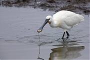 Filename=Lepelaar-20150403g14407X1A3426ntcrfb-Bergse-sluis.jpg
Filesize=519KiB
Dimensions=1280x960
Date added=Aug 02, 2024 Lepelaar-20150403g14407X1A3426ntcrfb-Bergse-sluis.jpg