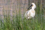 Lepelaar-20230518g14401A1A5054acrfb-Matjens.jpg