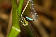 Libelle-20120807g800IMG_8132a.jpg