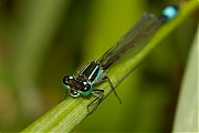 Libelle-20120807g800IMG_8157a.jpg