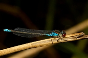 Libelle-20120807g800IMG_8179a.jpg