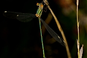 Libelle-20120808g800IMG_8312a.jpg