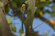 Libelle-20120818g800IMG_1765a.jpg