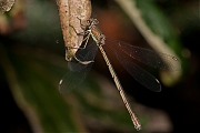 Libelle-20120818g800IMG_1773a.jpg