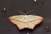 Filename=Lieveling-20150718g1280_MG_1342a.jpg
Filesize=687KiB
Dimensions=1280x960
Date added=Jul 19, 2015 Lieveling-20150718g1280_MG_1342a.jpg