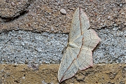 Lieveling-Timandra-comae-20140902g1024IMG_6430b.jpg