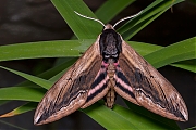 Ligusterpijlstaart-Sphinx-ligustri-20140702g1280IMG_5548a.jpg