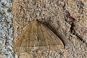 Lijnsnuituil-Zanclognatha-tarsipennalis-20140628g1024-IMG_5497b.jpg