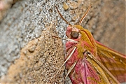Filename=Lindepijlstaart-20150716g1280_MG_1252a.jpg
Filesize=948KiB
Dimensions=1280x960
Date added=Jul 16, 2015 Lindepijlstaart-20150716g1280_MG_1252a.jpg