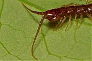 Filename=Lithobius-20120824g800IMG_9558a.jpg
Filesize=362KiB
Dimensions=800x600
Date added=Dec 10, 2012 Lithobius-20120824g800IMG_9558a.jpg