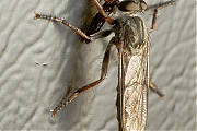 Filename=Machimus-atricapillus-20120909g700200IMG_0305npn.jpg
Filesize=267KiB
Dimensions=525x700
Date added=Sep 12, 2012 Machimus-atricapillus-20120909g700200IMG_0305npn.jpg