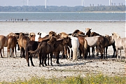 Markiezaatsmeer-20260810g14401A1A6300acrfb-Markiezaatsmeer-BoZ.jpg