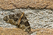 Filename=Marmerspanner-20150712g1280_MG_1151a.jpg
Filesize=1308KiB
Dimensions=1280x960
Date added=Jul 12, 2015 Marmerspanner-20150712g1280_MG_1151a.jpg