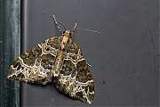Filename=Marmerspanner-20150715g1280_MG_1174a.jpg
Filesize=811KiB
Dimensions=1280x960
Date added=Jul 16, 2015 Marmerspanner-20150715g1280_MG_1174a.jpg