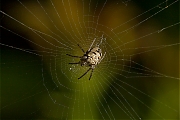 Maskerspinnetje-Zilla-diodia-20140412g800IMG_2607a.jpg