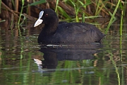 Meerkoet-20090822P1070719a.jpg