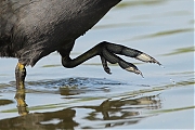 Meerkoet-20110903IMG_0133gg.jpg