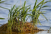 Meerkoet-Ossegoor-20120526g800IMG_6016.jpg