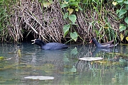 Meerkoet-Waterhoen-20190520g1280YSXX4975en4983a.jpg