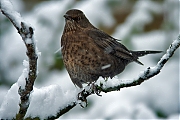 Merel-20091220P1090408b_1.jpg