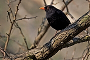 Filename=Merel-20250401g14401A1A5111atcrfb-Oude-Buisse-Heide.jpg
Filesize=742KiB
Dimensions=1280x960
Date added=Apr 21, 2025 Merel-20250401g14401A1A5111atcrfb-Oude-Buisse-Heide.jpg
