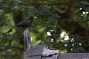 Merel-20260606g14401A1A4230avcrfb-Pannenhoef.jpg