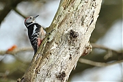 Middelste-bonte-specht-20120414g00IMG_3411a.jpg