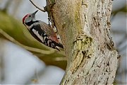 Middelste-bonte-specht-20120414g700IMG_3418bp.jpg