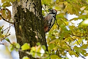 Filename=Middelste-bonte-specht-20170509g1280YSXX8520a.jpg
Filesize=951KiB
Dimensions=1280x960
Date added=May 09, 2017 Middelste-bonte-specht-20170509g1280YSXX8520a.jpg
