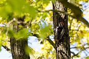Filename=Middelste-bonte-specht-20170509g1280YSXX8526a.jpg
Filesize=843KiB
Dimensions=1280x960
Date added=May 09, 2017 Middelste-bonte-specht-20170509g1280YSXX8526a.jpg