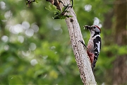 Filename=Middelste-bonte-specht-20220527g14401A1A1870acrfb-Oude-Buisse-Heide.jpg
Filesize=705KiB
Dimensions=1280x960
Date added=Jun 08, 2022 Middelste-bonte-specht-20220527g14401A1A1870acrfb-Oude-Buisse-Heide.jpg