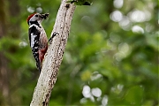 Filename=Middelste-bonte-specht-20220527g14401A1A1875acrfb-Oude-Buisse-Heide.jpg
Filesize=728KiB
Dimensions=1280x960
Date added=Jun 08, 2022 Middelste-bonte-specht-20220527g14401A1A1875acrfb-Oude-Buisse-Heide.jpg