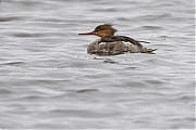 Middelste-zaagbek-20100727g14407P1140406acrfb-Wissenkerke.jpg