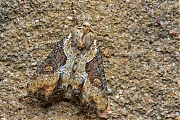 Moeras-grasuil-Apamea-ophiogramma-20140607g800IMG_4612a.jpg