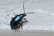 Munthaantje-Chrysolina_menthastri20131019g800IMG_9044a.jpg