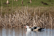 Filename=Muskuseend-20170310g1280YSXX7255a.jpg
Filesize=690KiB
Dimensions=1280x960
Date added=Mar 10, 2017 Muskuseend-20170310g1280YSXX7255a.jpg