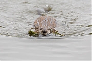 Filename=Muskusrat-20130611g8007X1A8164a.jpg
Filesize=242KiB
Dimensions=800x600
Date added=Jun 12, 2013 Muskusrat-20130611g8007X1A8164a.jpg