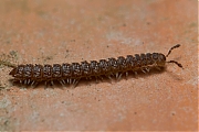 Myriapoda-IMG_3052.jpg