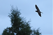 Nachtzwaluw-20220525g14401A1A0896acrfb-Oude-Buisse-Heide~0.jpg